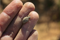 Myrmeleon formicarius