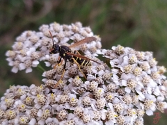 Polistes nimpha
