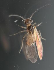 Lachesilla