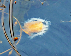 Phacellophora camtschatica