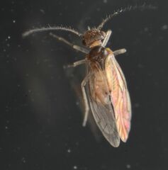 Lachesilla