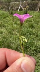 Oxalis articulata