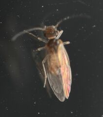 Lachesilla