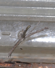 Agdistis meridionalis