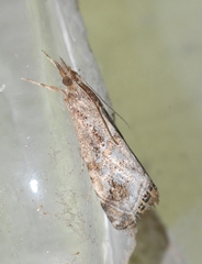 Euchromius cambridgei
