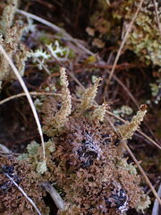 Cladoniaceae