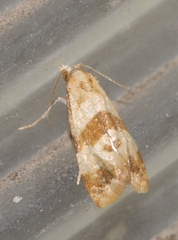 Phalonidia contractana