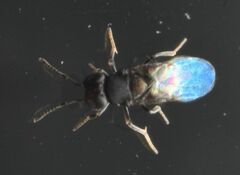 Anagyrini