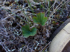 Geum calthifolium
