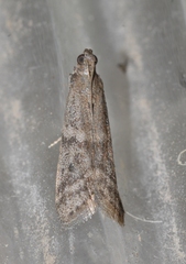 Ephestia parasitella