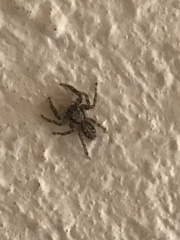 Platycryptus californicus