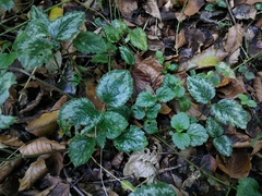 Lamium galeobdolon argentatum