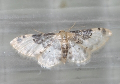 Idaea filicata