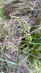 Chascolytrum subaristatum