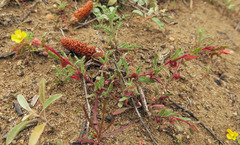 Camissoniopsis
