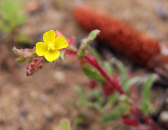 Camissoniopsis