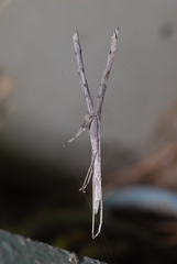 Agdistis meridionalis