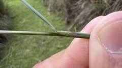 Chascolytrum subaristatum