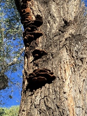Inonotus munzii