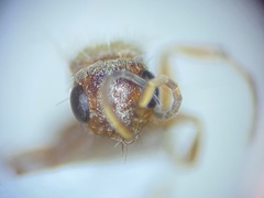 Typhoctes striolatus