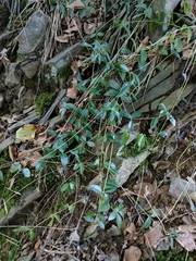 Vinca minor