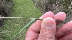 Chascolytrum subaristatum