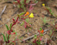 Camissoniopsis
