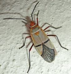 Dysdercus intermedius