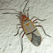 Dysdercus intermedius - Photo Ningún derecho reservado, subido por Botswanabugs