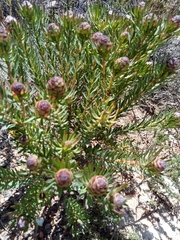 Leucadendron modestum