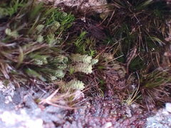 Douinia ovata