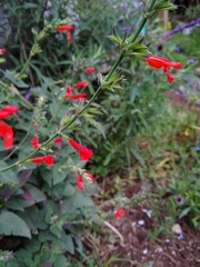 Salvia pulchella