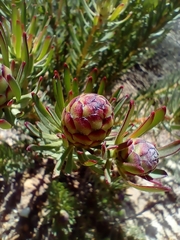 Leucadendron modestum