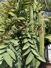 Cassia leptophylla