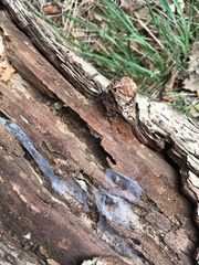 Serpula himantioides