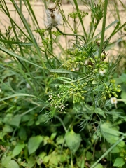 Cyclospermum leptophyllum