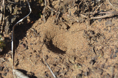 Myrmeleon formicarius