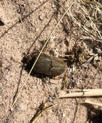 Euoniticellus intermedius