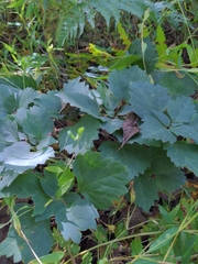 Pachysandra procumbens