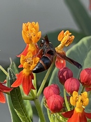 Pachodynerus erynnis