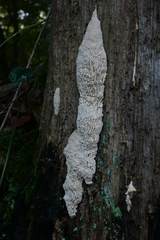Fungi