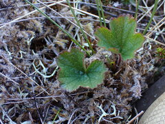 Geum calthifolium