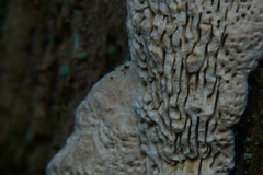 Fungi