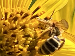 Megachile parallela