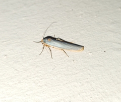 Sozusa scutellata
