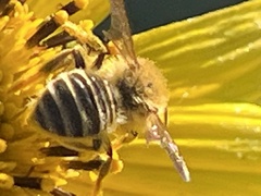 Megachile parallela