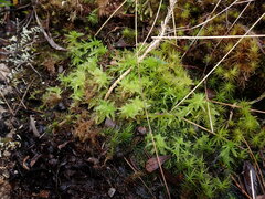 Dicranales