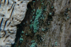 Fungi