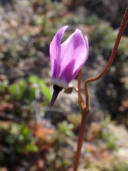 Primula jeffreyi