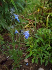 Salvia reptans
